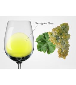 Ismerjük meg a Sauvignon Blanc-t