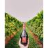 Kép 2/2 - Alné Millesimato Extra Dry Prosecco DOC Treviso